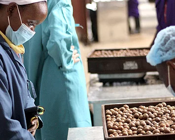 Die geknackten Macadamia-Nüsse werden bei der Qualitätskontrolle durch Limbua sorgfältig geprüft.