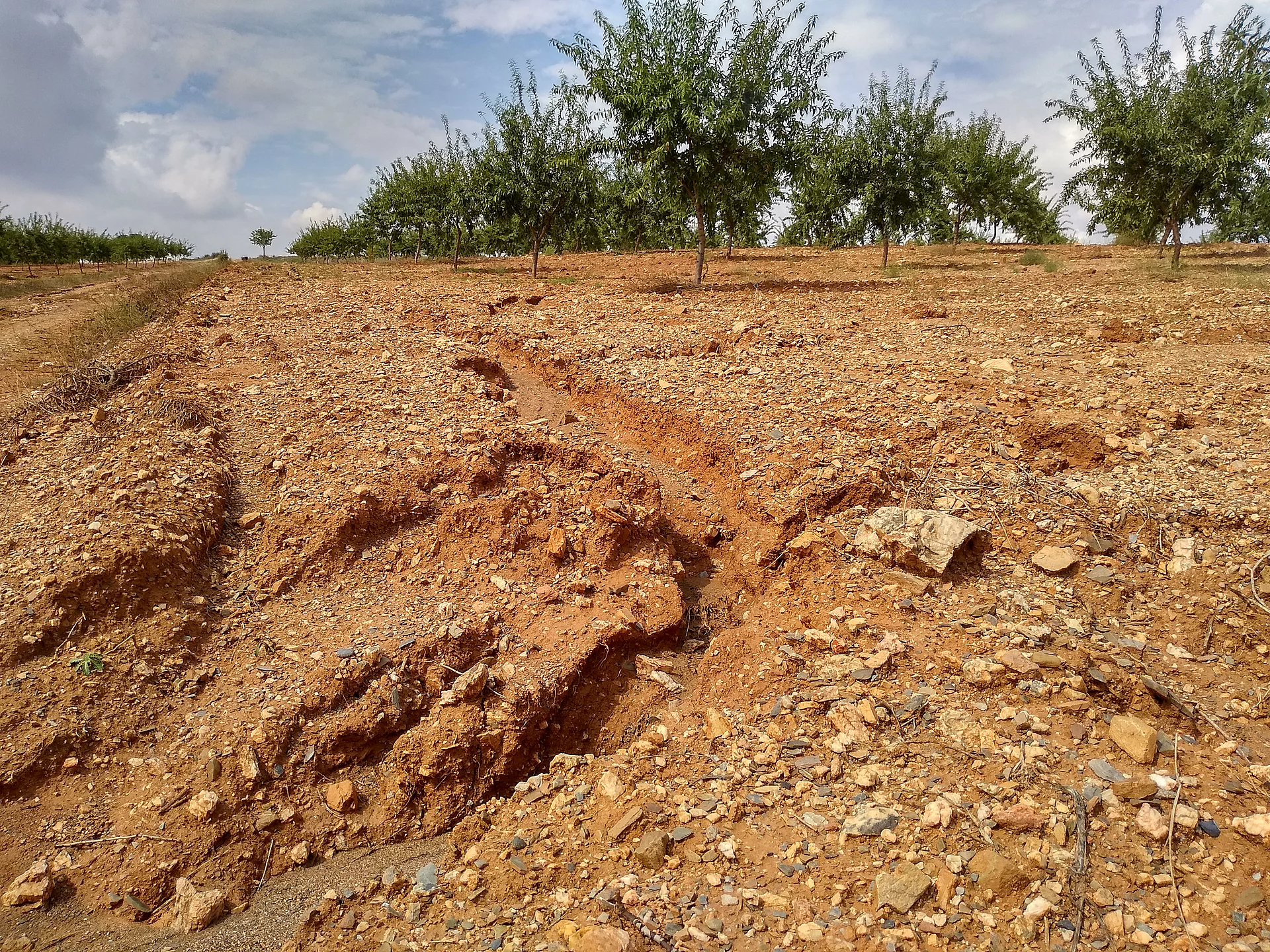 Die trockene Region ist von besonderen Bedingungen geprägt: Starkregen kann sichtbare Spuren der Wassererosion hinterlassen. Mandelbäume im Hintergrund, im Vordergrund ein Boden mit tiefen Erosionsrillen.