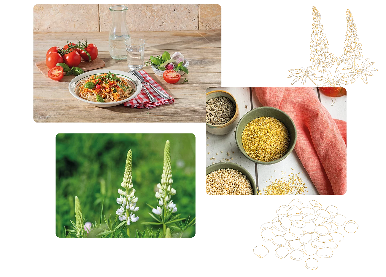 Collage von drei Fotos zur Süßlupine inkl. Pflanze, Rezept und Rohware