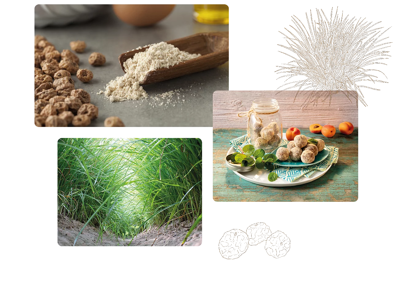 Erdmandeln sind vielseitig und können als natürliche Süße verwendet werden Drei Bilder zu Erdmandeln, von der Rohware über den Anbau bis zur Verwendung in einem Rezept