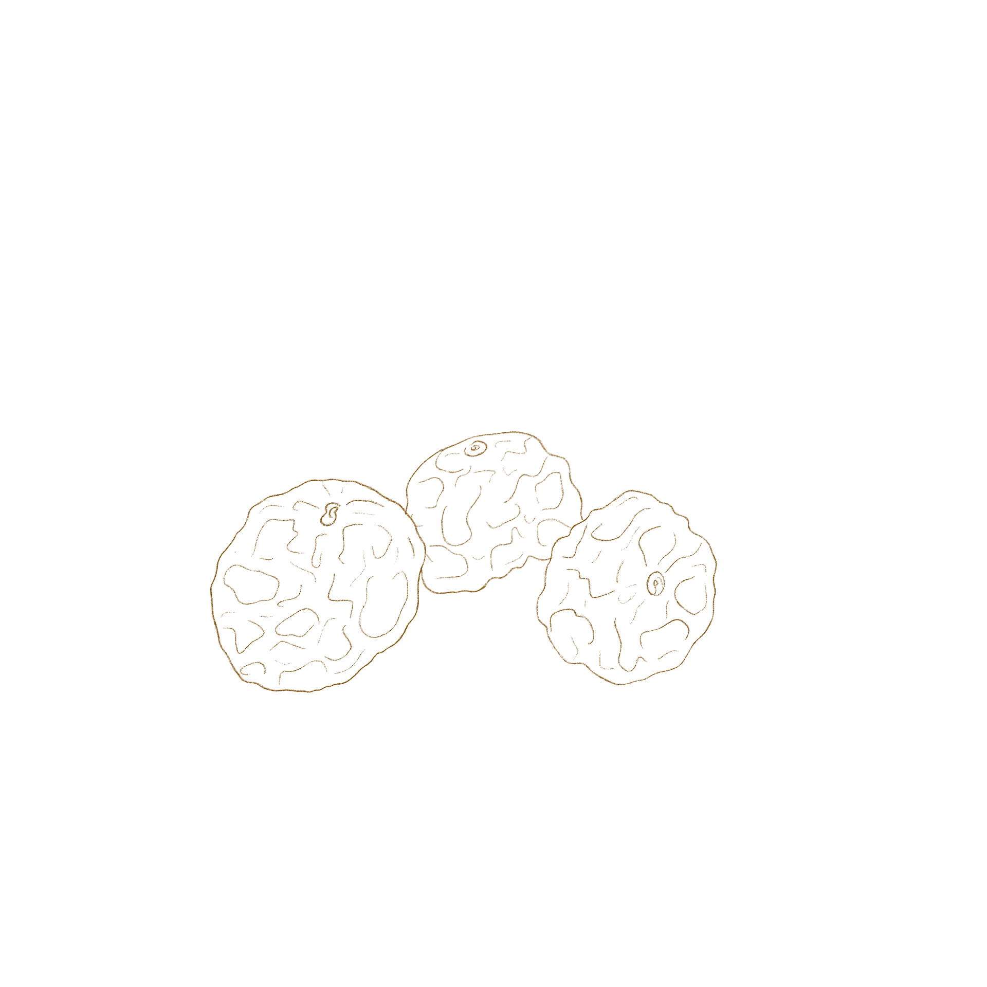 An den Wurzeln der Erdmandelpflanze wachsen die charakteristischen braunen, leicht schrumpeligen Knollen. Illustration der Erdmandelknolle.