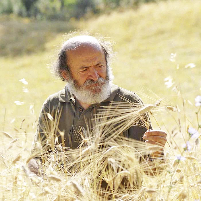 Pastificio-Gründer Gino Girolomoni in einem Getreidefeld, aus dem das Getreide für die 100 % italienische Pasta stammt.