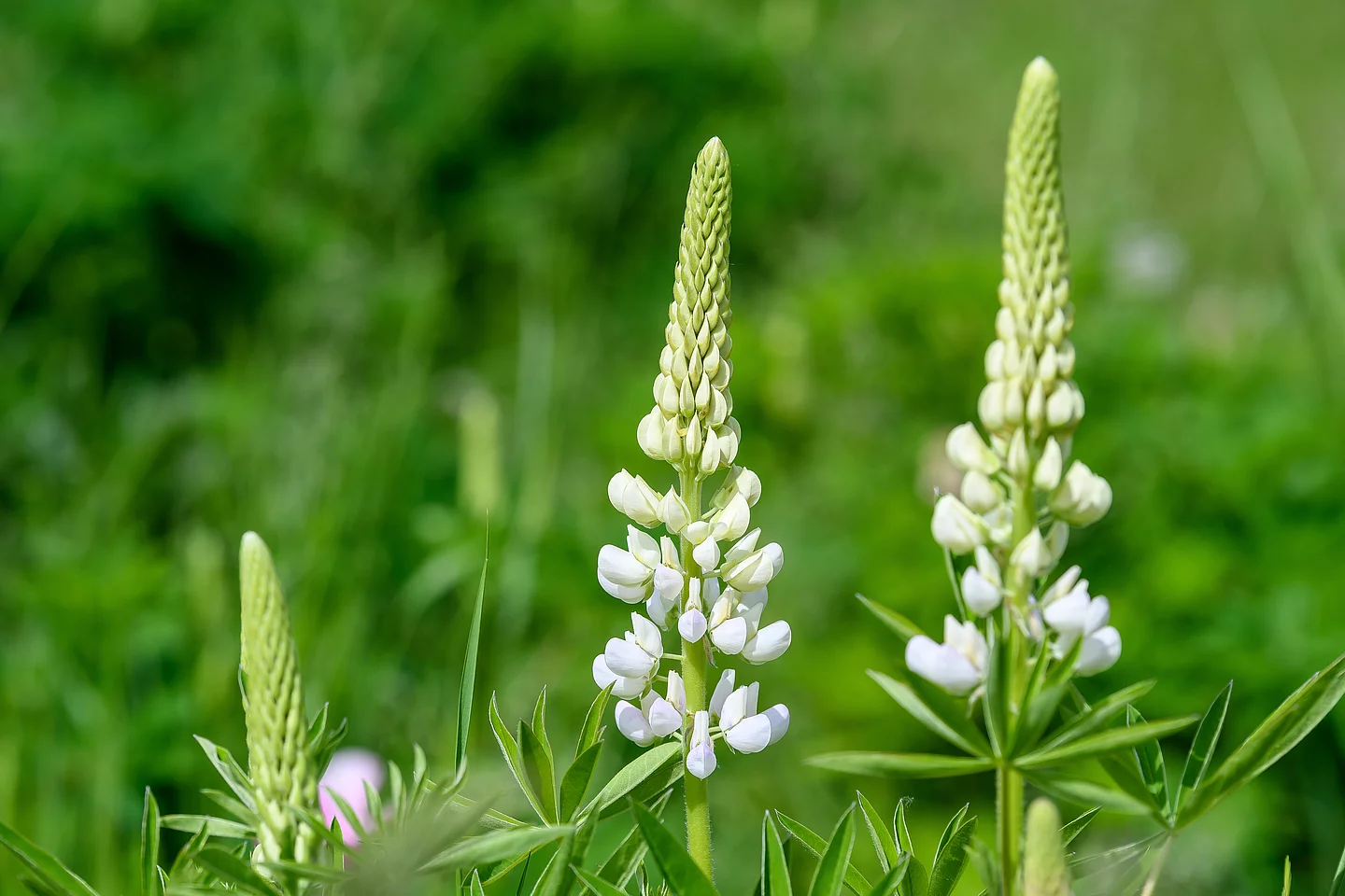 Drei weiße Lupinenblüten im Großformat vor grünem, natürlichem Hintergrund. Die Lupine für Rapunzel werden regional in Deutschland angebaut.