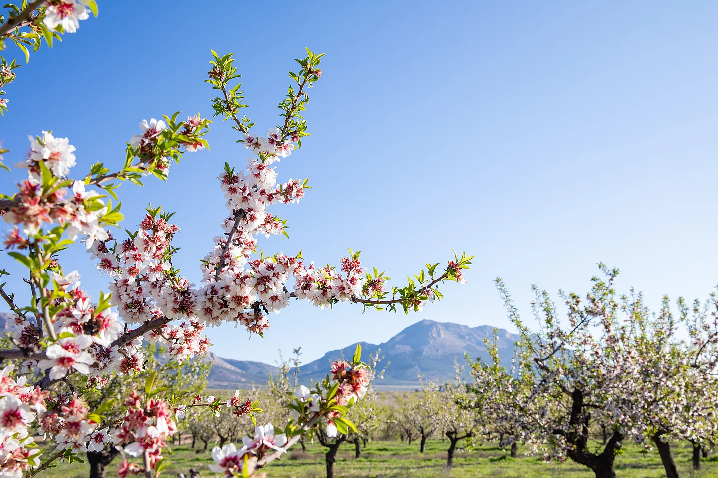 Blühende Mandelbäume prägen die Landschaft im Frühjahr. Blühender Mandelzweig im Vordergrund, im Hintergrund bergige Landschaft und blühende Mandelbäume.