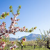 Blühender Mandelzweig im Vordergrund, im Hintergrund bergige Landschaft und blühende Mandelbäume.