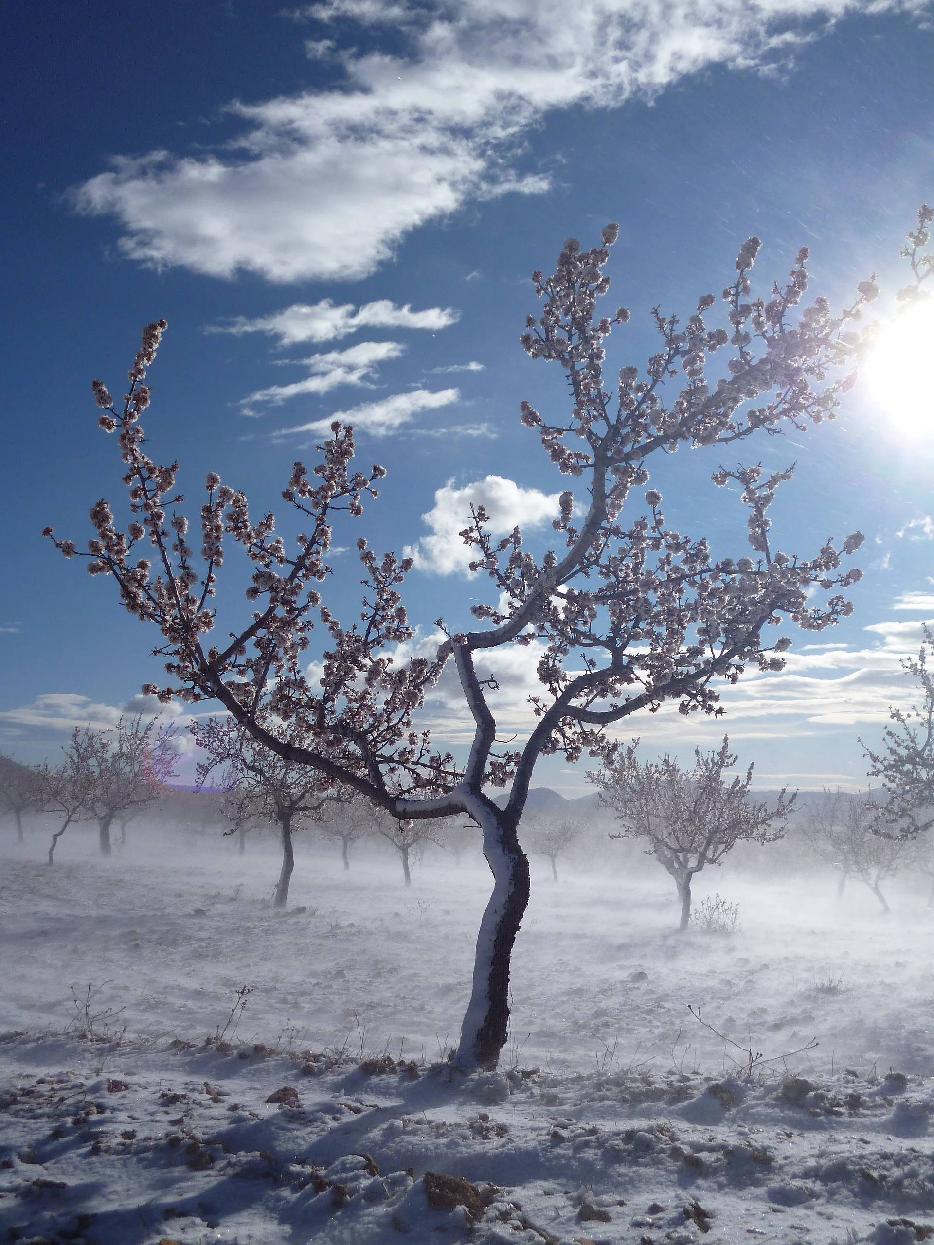 Bereits im Februar beginnt die Mandelblüte – zu dieser Zeit können Frostperioden eine Herausforderung sein. Blühender Mandelbaum in einer Plantage mit Schnee am Stamm und auf dem Boden.